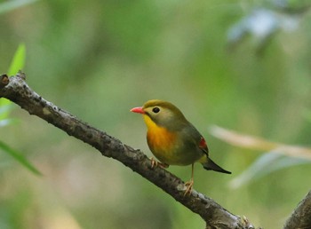 Red-billed Leiothrix 多摩地区 Thu, 5/2/2024