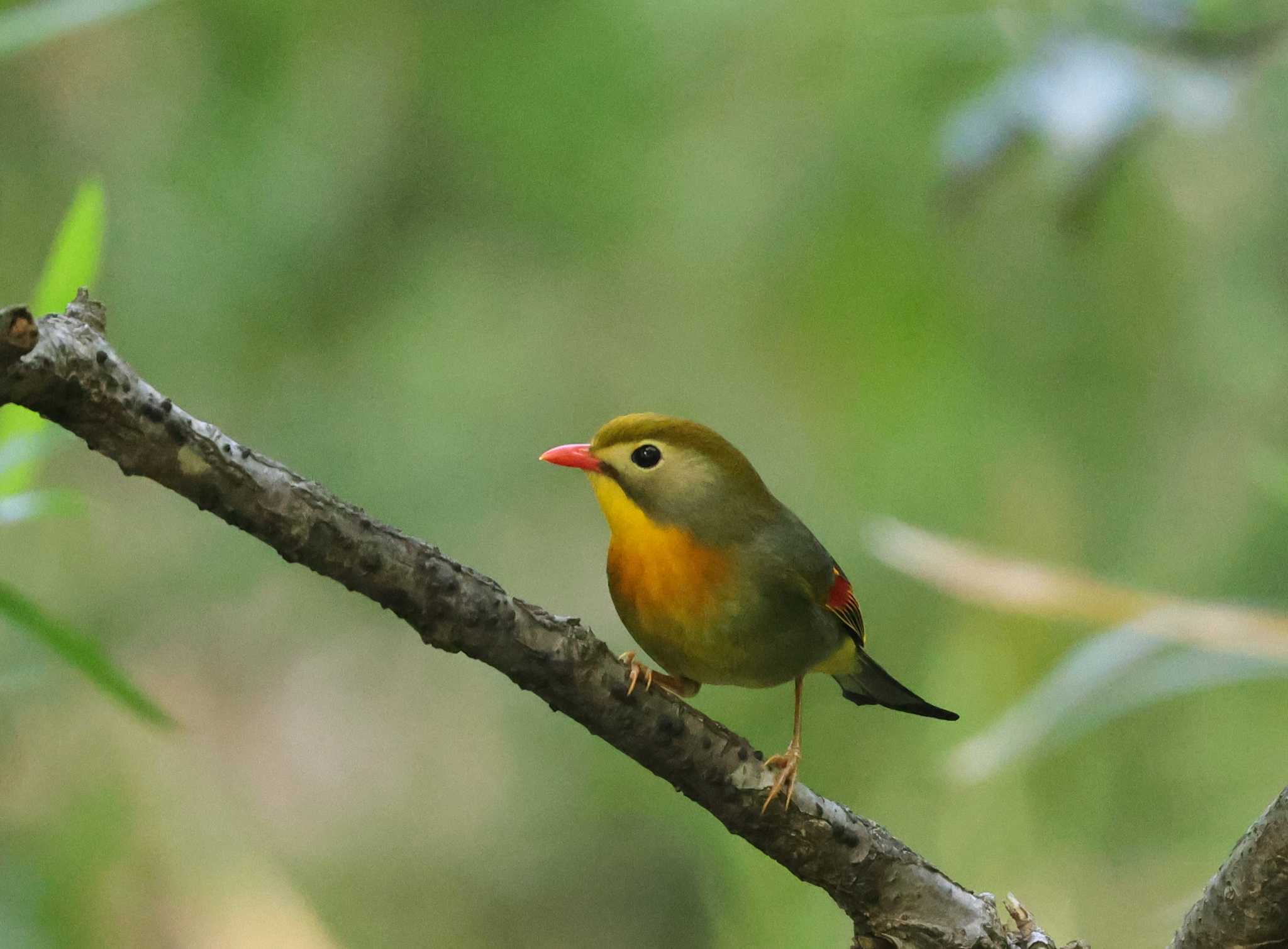 Photo of Red-billed Leiothrix at 多摩地区 by taiga
