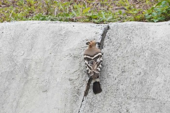 Eurasian Hoopoe Amami Island(General) Wed, 3/27/2024