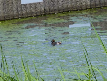 カイツブリ 谷津干潟 2024年5月5日(日)