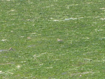 Siberian Sand Plover Yatsu-higata Sun, 5/5/2024