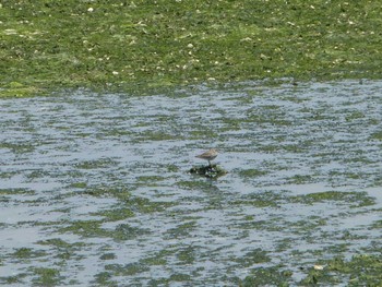 Grey-tailed Tattler Yatsu-higata Sun, 5/5/2024