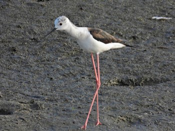 Black-winged Stilt 土留木川河口(東海市) Thu, 5/2/2024