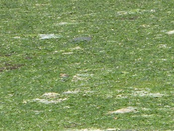 Red-necked Stint Yatsu-higata Sun, 5/5/2024