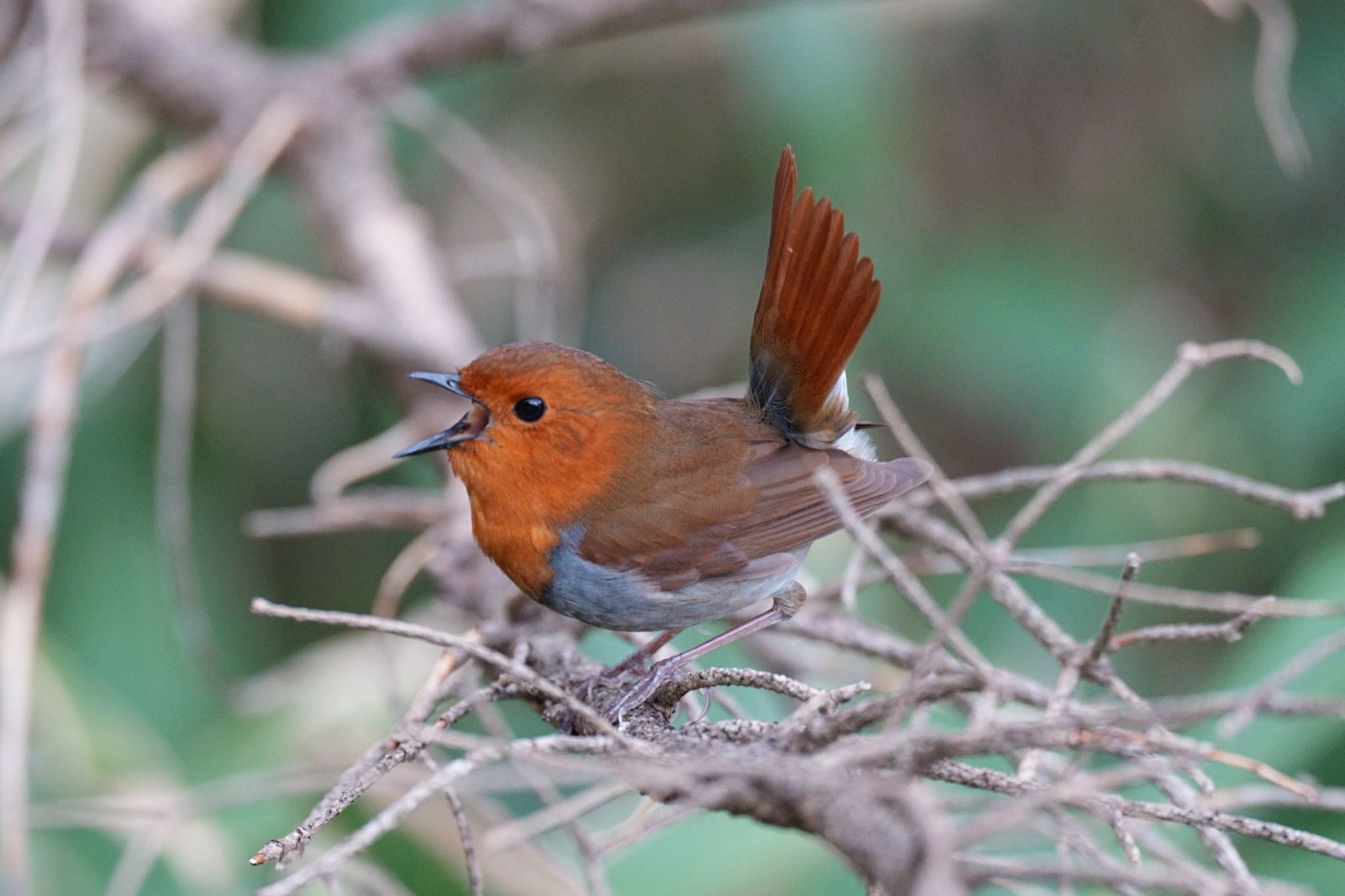 Photo of Japanese Robin at 奥日光 by アカウント5227