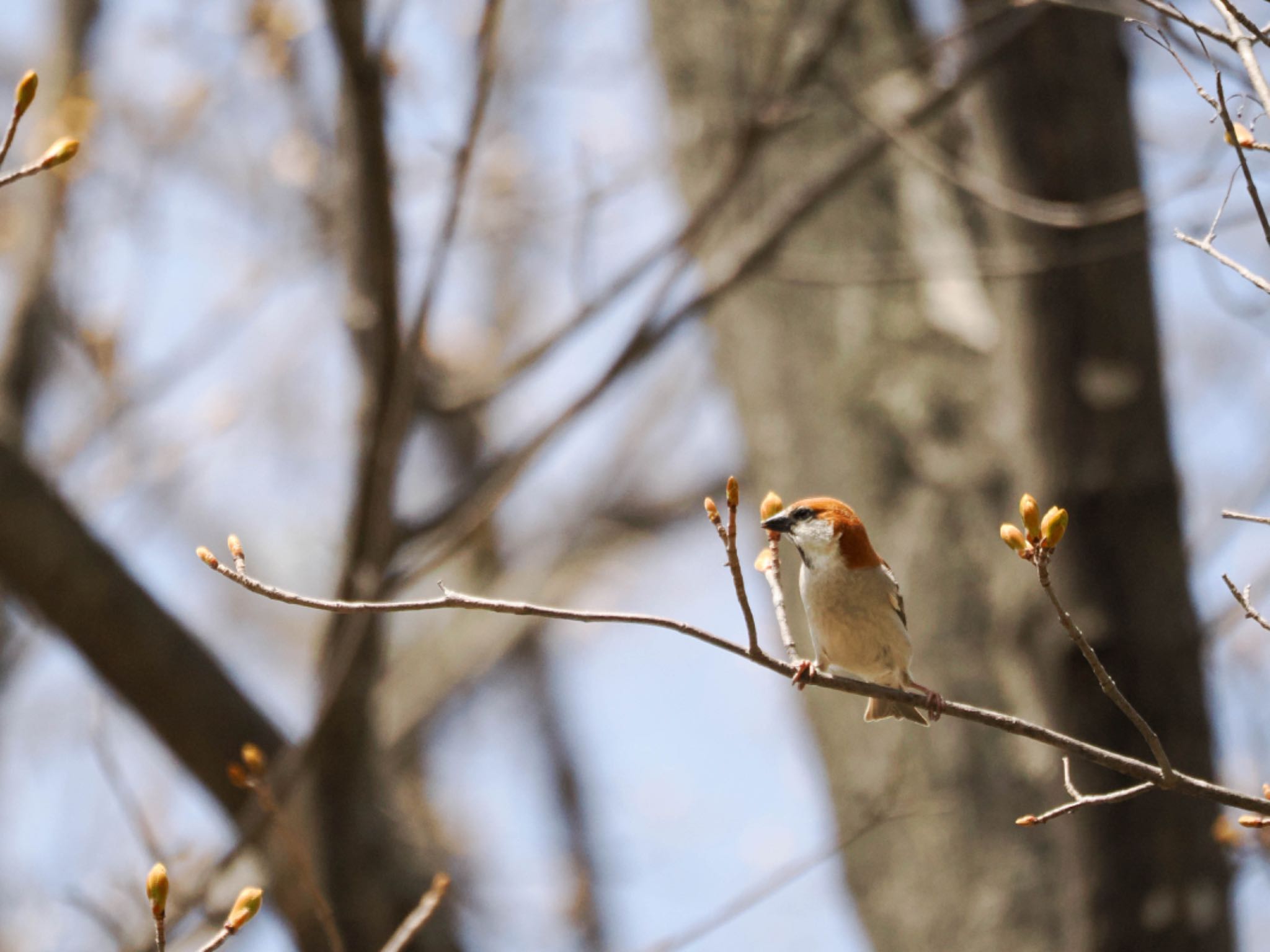 Russet Sparrow