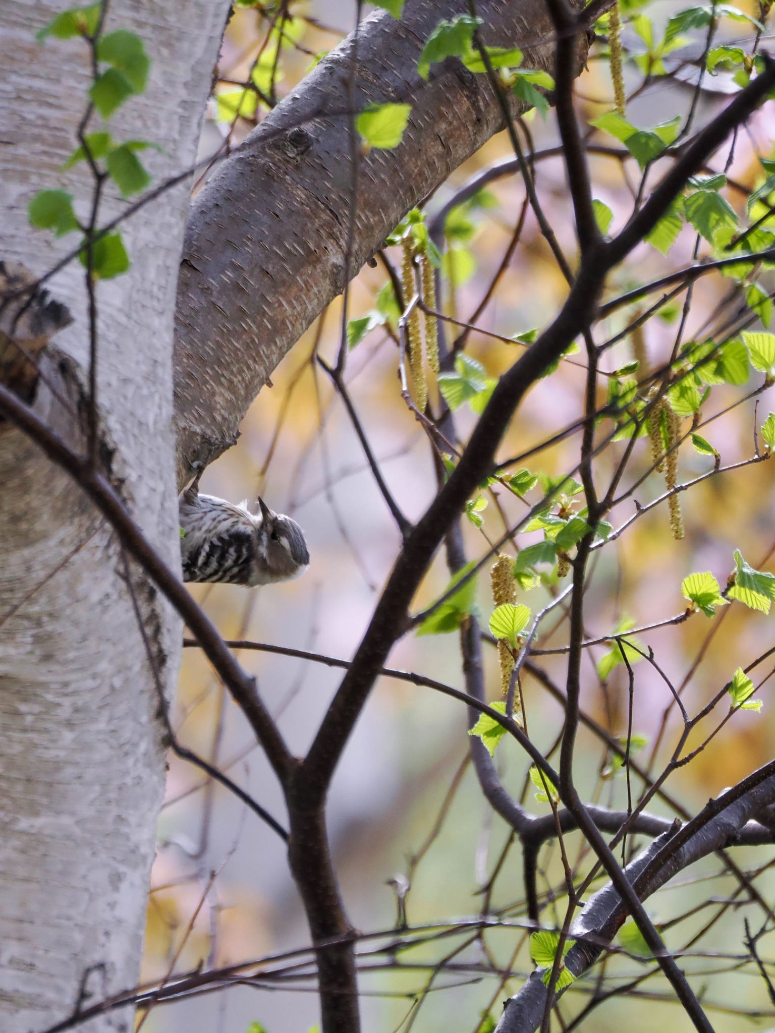 Japanese Pygmy Woodpecker(seebohmi)