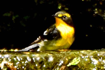 Narcissus Flycatcher 大洞の水場 Sun, 5/5/2024