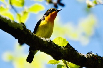 Narcissus Flycatcher 大洞の水場 Sun, 5/5/2024