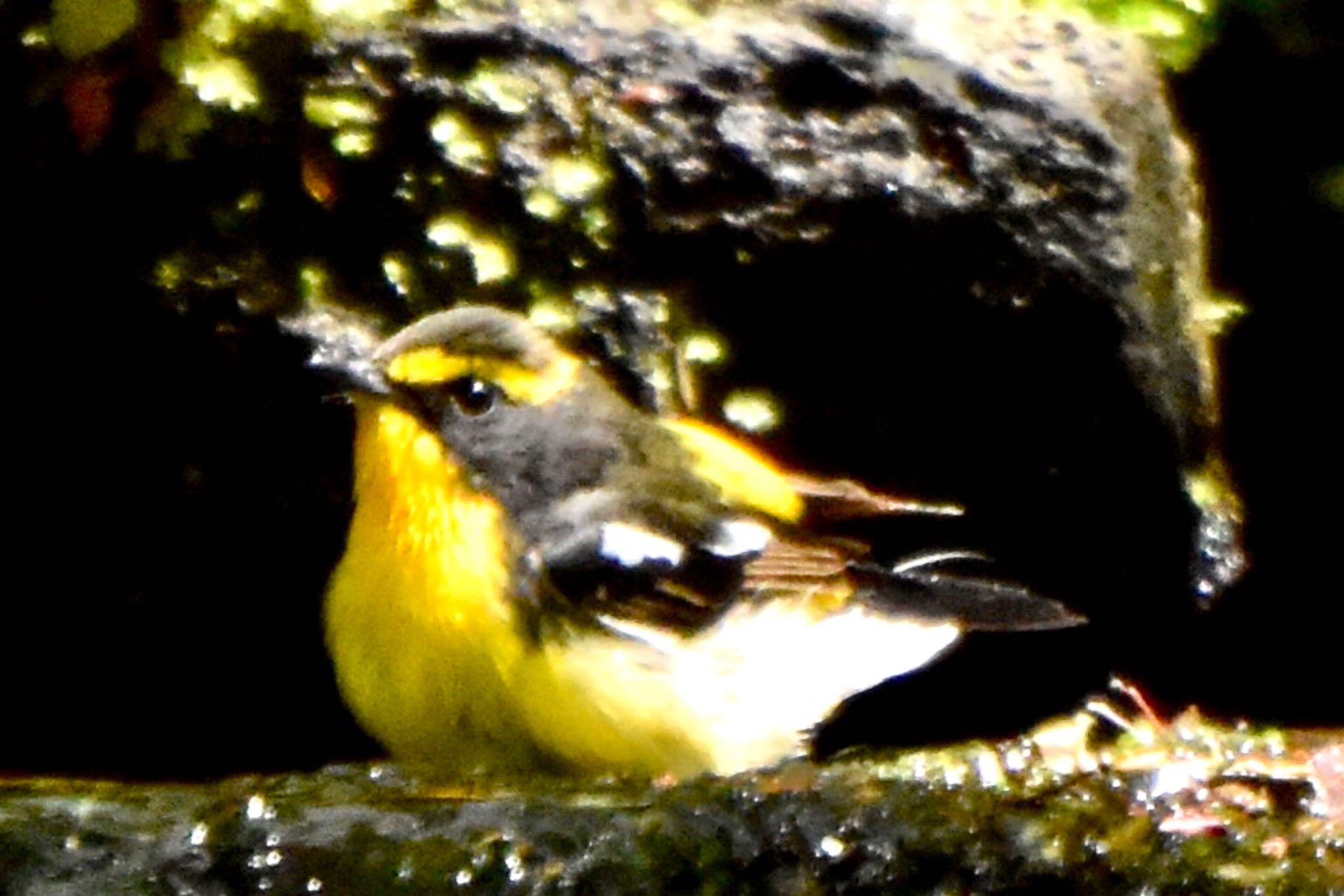 Narcissus Flycatcher