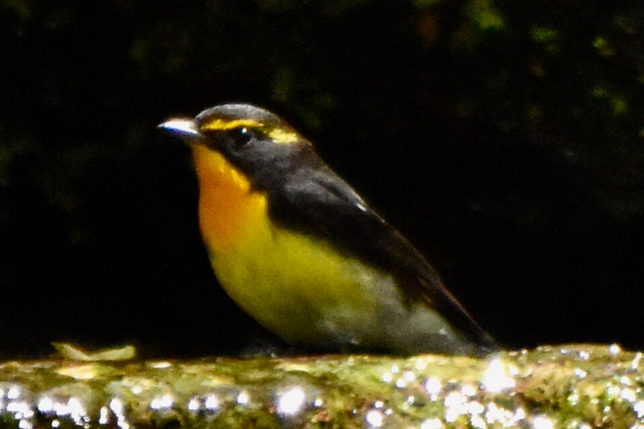 Photo of Narcissus Flycatcher at 大洞の水場 by 遼太