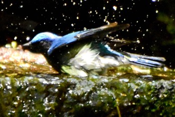 Blue-and-white Flycatcher 大洞の水場 Sun, 5/5/2024