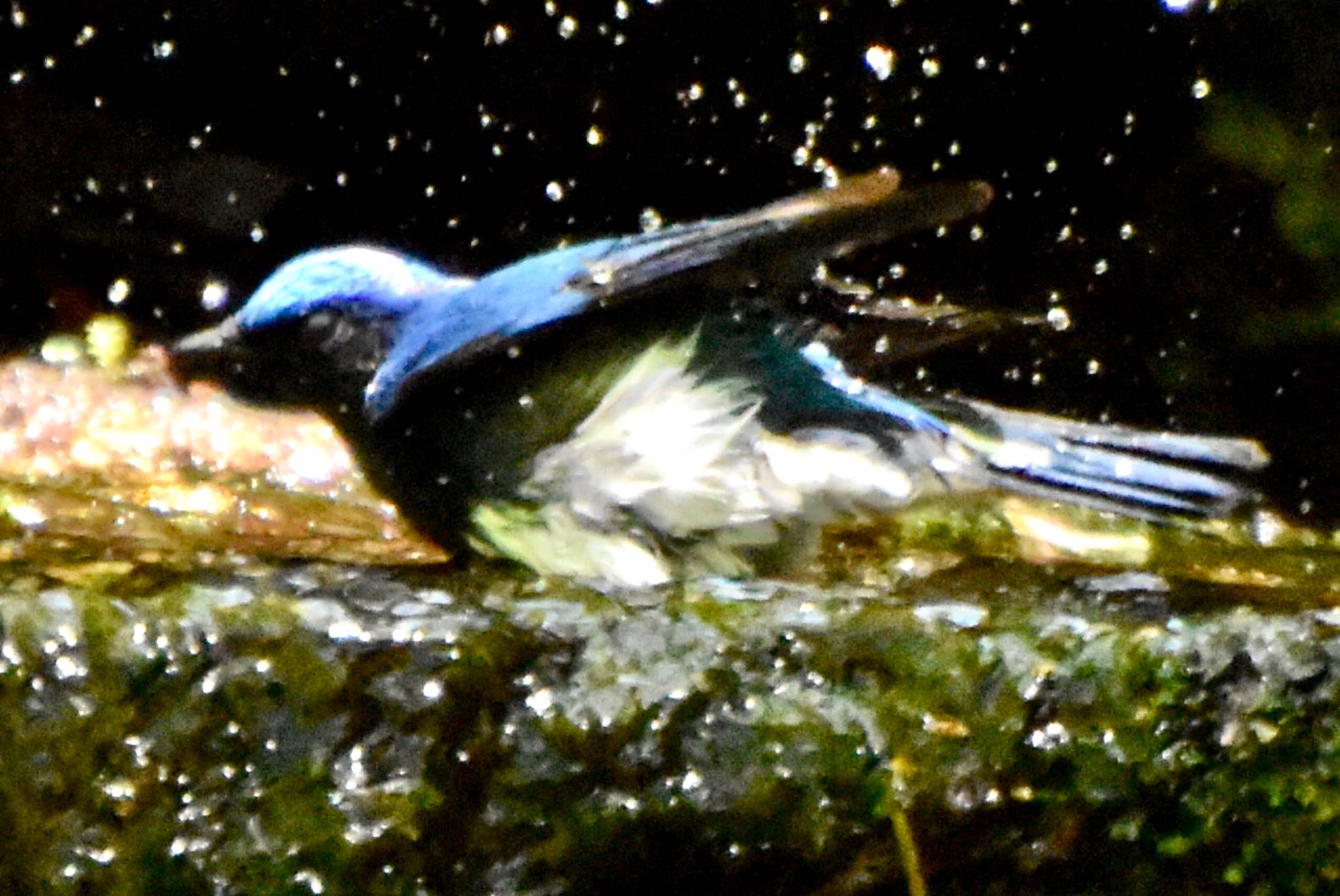 大洞の水場 オオルリの写真 by 遼太