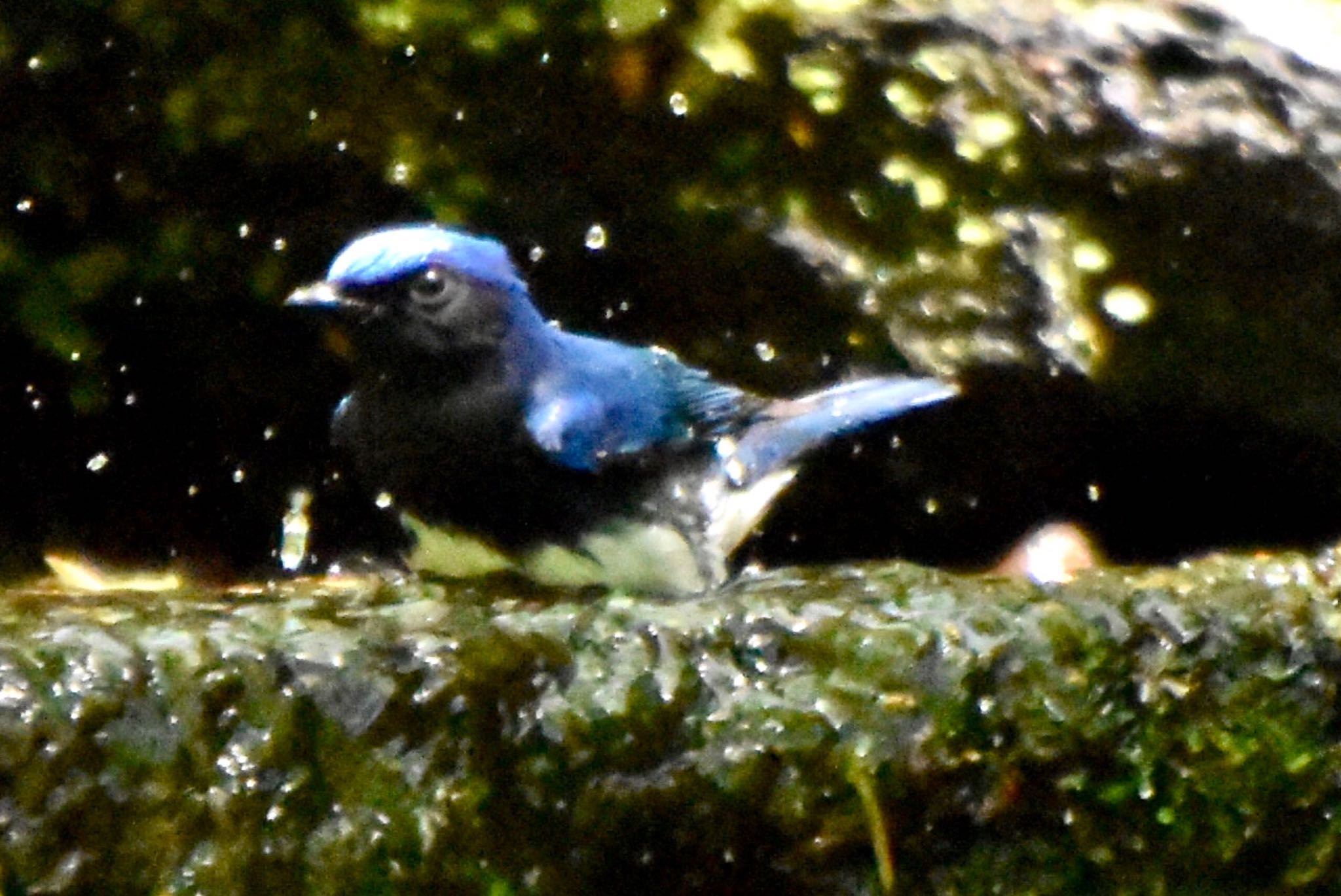 Photo of Blue-and-white Flycatcher at 大洞の水場 by 遼太
