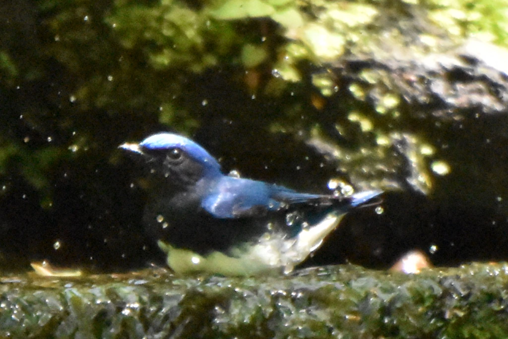 Photo of Blue-and-white Flycatcher at 大洞の水場 by 遼太