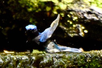 Blue-and-white Flycatcher 大洞の水場 Sun, 5/5/2024