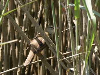 Oriental Reed Warbler 多摩川下流 Sat, 5/4/2024