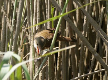 Oriental Reed Warbler 多摩川下流 Sat, 5/4/2024