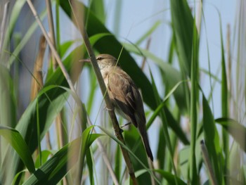 Oriental Reed Warbler 多摩川下流 Sat, 5/4/2024