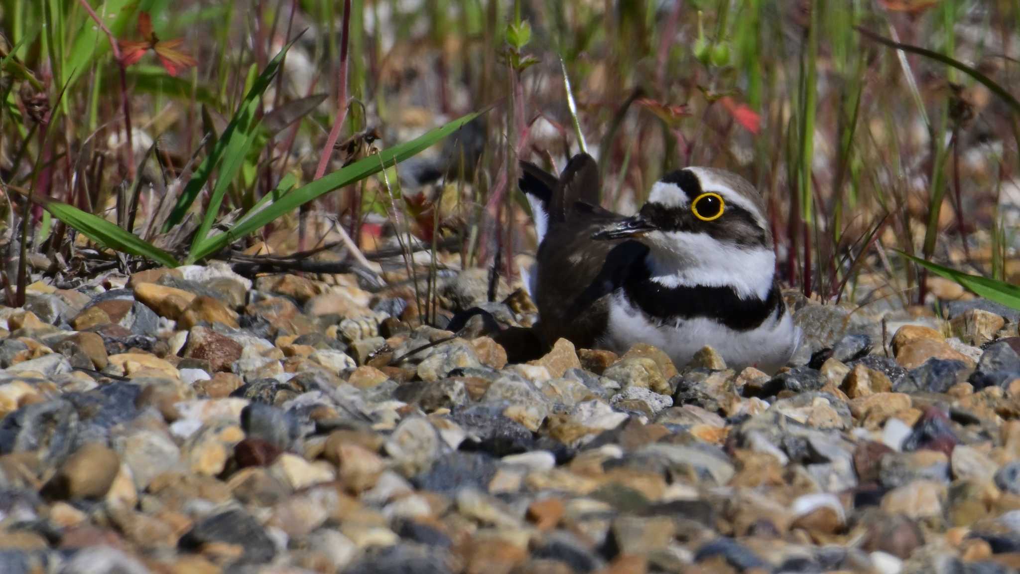 Little Ringed Plover