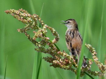 Zitting Cisticola 平城宮跡 Sun, 5/5/2024