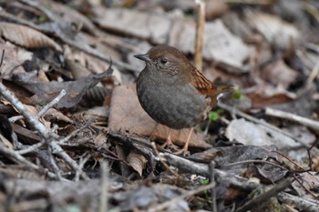 Japanese Accentor 日向林道 神奈川県伊勢原市 Sat, 3/9/2024