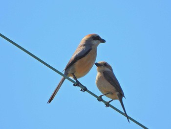 Bull-headed Shrike 家の前 Sat, 5/4/2024