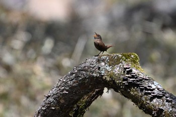 Eurasian Wren 奥日光 Sat, 5/4/2024