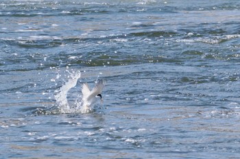 Little Tern 多摩川二ヶ領宿河原堰 Sun, 5/5/2024