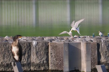 Little Tern 多摩川二ヶ領宿河原堰 Sun, 5/5/2024