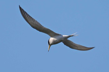 Little Tern 多摩川二ヶ領宿河原堰 Sun, 5/5/2024