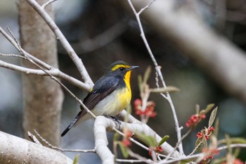 Narcissus Flycatcher Tomakomai Experimental Forest Sun, 5/5/2024