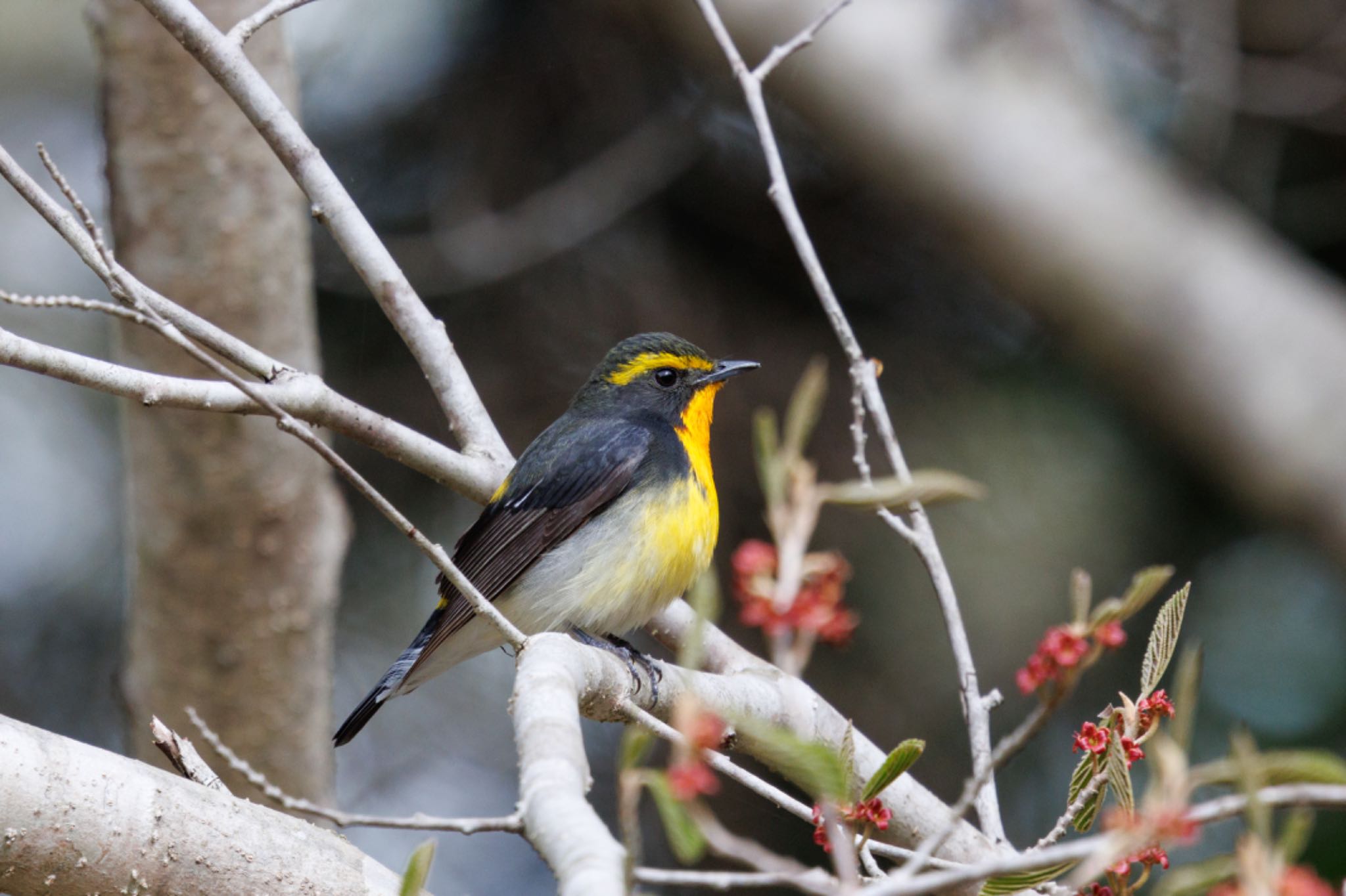 Narcissus Flycatcher