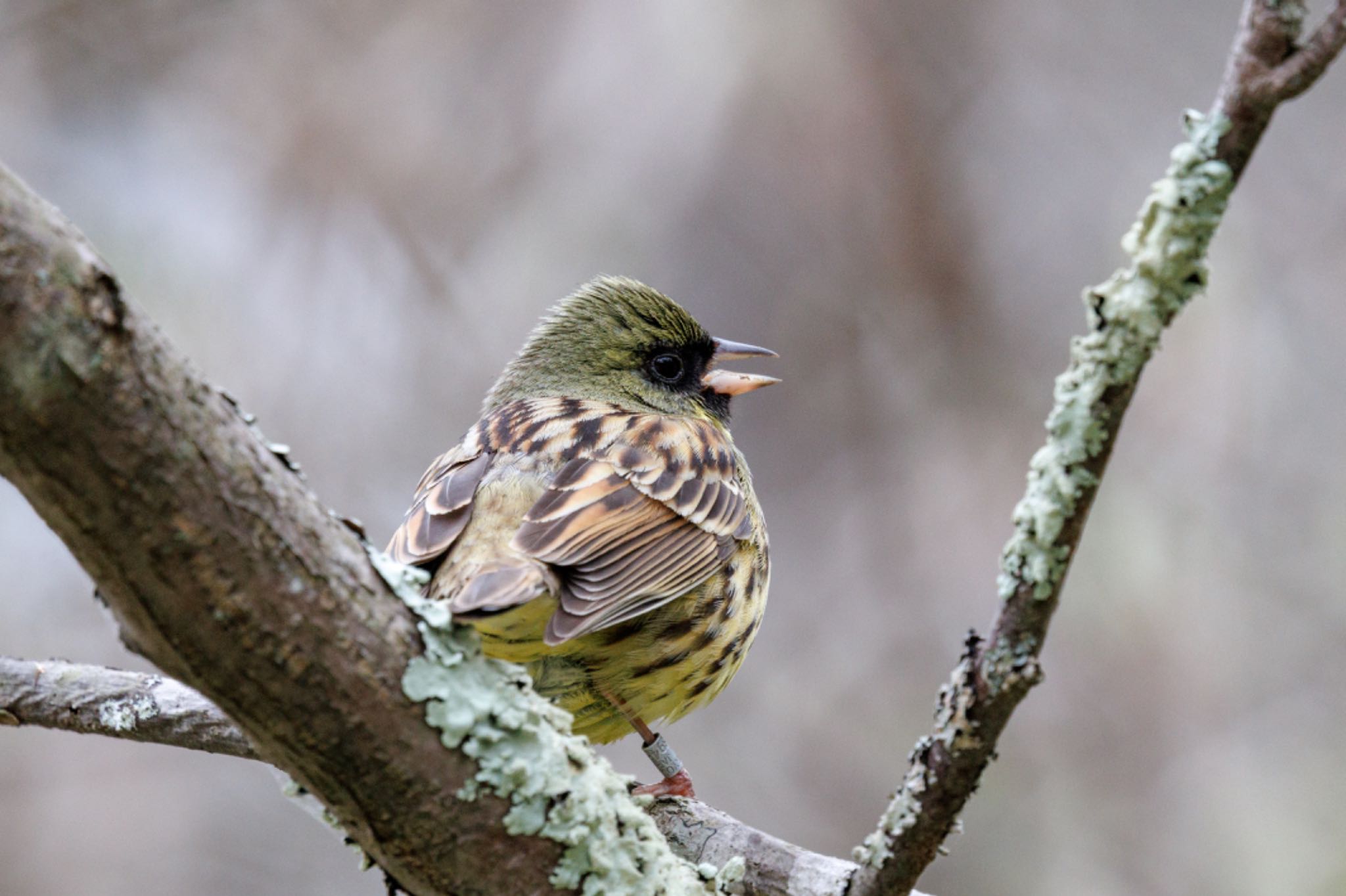 Photo of Masked Bunting at Tomakomai Experimental Forest by シマシマ38