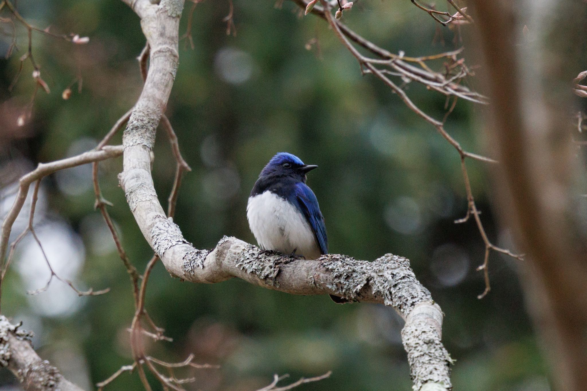 Photo of Blue-and-white Flycatcher at Tomakomai Experimental Forest by シマシマ38