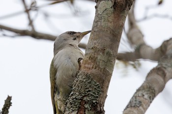 Grey-headed Woodpecker Tomakomai Experimental Forest Sun, 5/5/2024