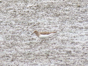 Temminck's Stint Kabukuri Pond Tue, 4/30/2024