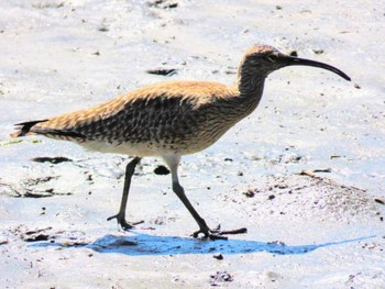 Eurasian Whimbrel Kasai Rinkai Park Fri, 5/3/2024