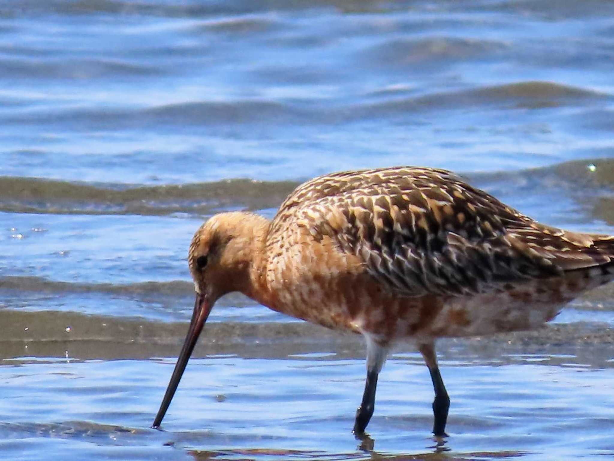 Photo of Bar-tailed Godwit at Sambanze Tideland by すず