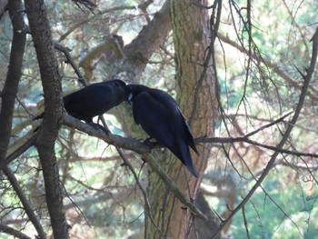 Carrion Crow Shinjuku Gyoen National Garden Sun, 5/5/2024