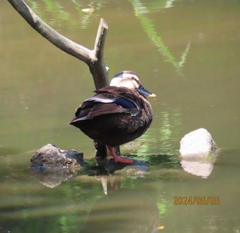 Eastern Spot-billed Duck Kasai Rinkai Park Sun, 5/5/2024