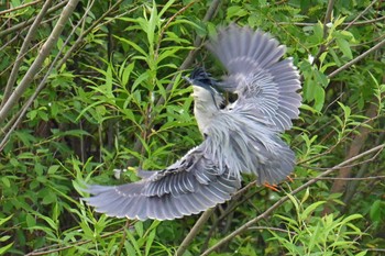 Striated Heron 入間川(広瀬橋付近) Thu, 5/2/2024