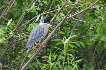 Striated Heron 入間川(広瀬橋付近) Thu, 5/2/2024