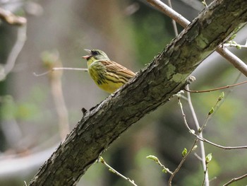 Masked Bunting 宮城沢林道(札幌市西区) Sun, 5/5/2024