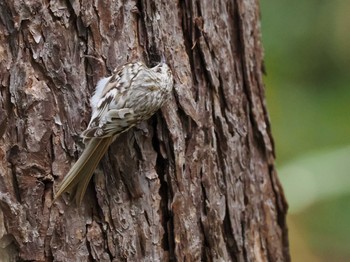 Eurasian Treecreeper(daurica) 宮城沢林道(札幌市西区) Sun, 5/5/2024