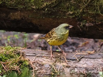 Masked Bunting 宮城沢林道(札幌市西区) Sun, 5/5/2024