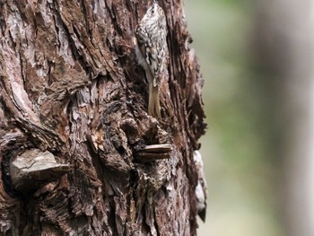 Eurasian Treecreeper(daurica) 宮城沢林道(札幌市西区) Sun, 5/5/2024