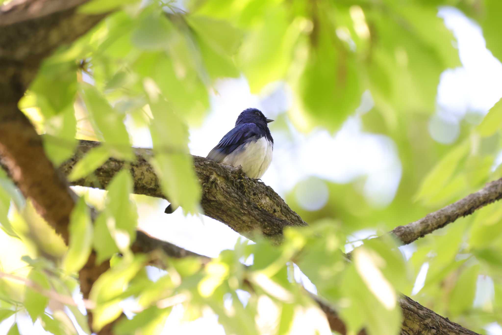 埼玉県ときがわ町 オオルリの写真 by kingfisher_hidaka