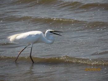 Little Egret Kasai Rinkai Park Sun, 5/5/2024