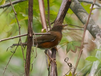 Eyebrowed Thrush 左股川緑地(札幌市西区) Sun, 5/5/2024